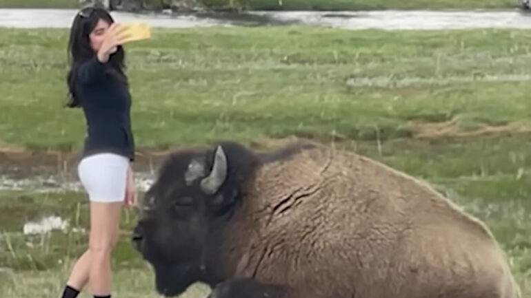 Buffalo selfie in yellowstone park