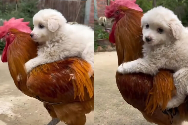 Puppy rides on the back of a rooster TikTok