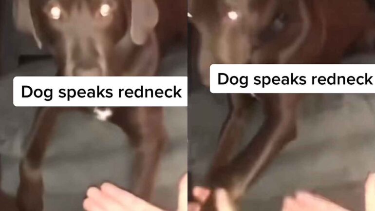 dog only speaks redneck in tiktok video
