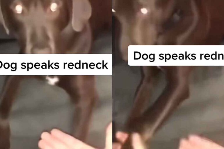 dog only speaks redneck in tiktok video